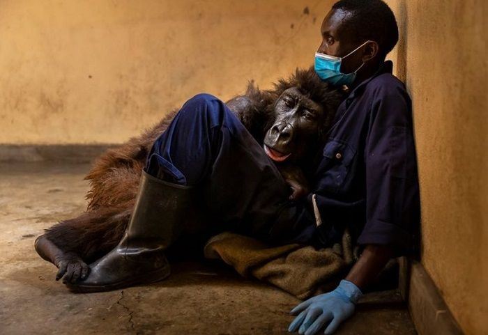 gorilla pandai selfie dah pergi… 