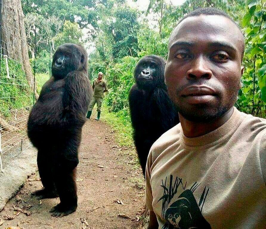 gorilla pandai selfie dah pergi… 