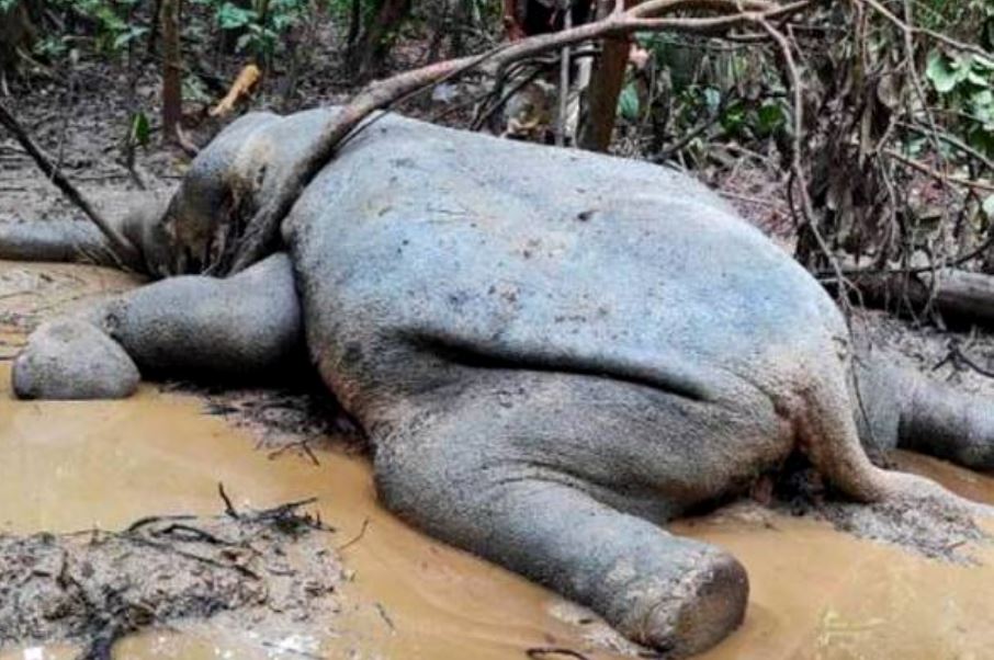 female borneo pygmy elephant found dead in sabah