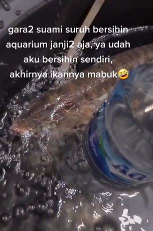 suami malas cuci akuarium, isteri goreng ikan arowana peliharaannya