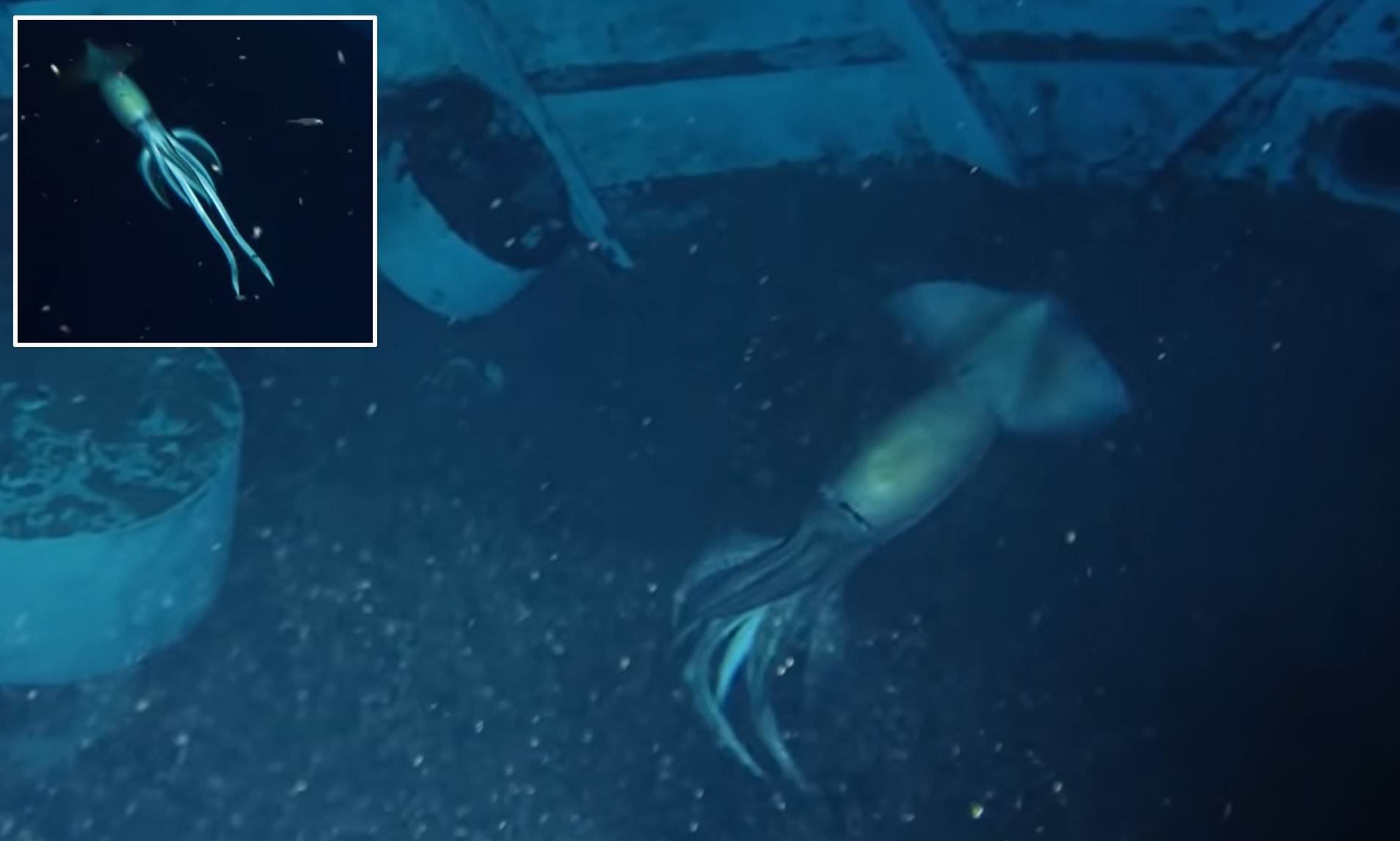 photos of “larger than humans” purpleback squid captured by deep-sea research crew