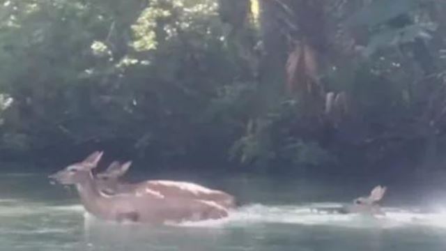 mengasyikkan, lelaki rakam momen sekumpulan rusa berenang di sungai