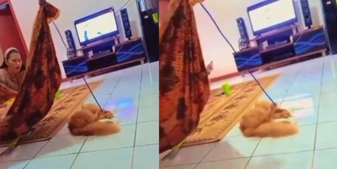 [video] aksi kucing dodoikan bayi di dalam buaian buat pemiliknya kagum