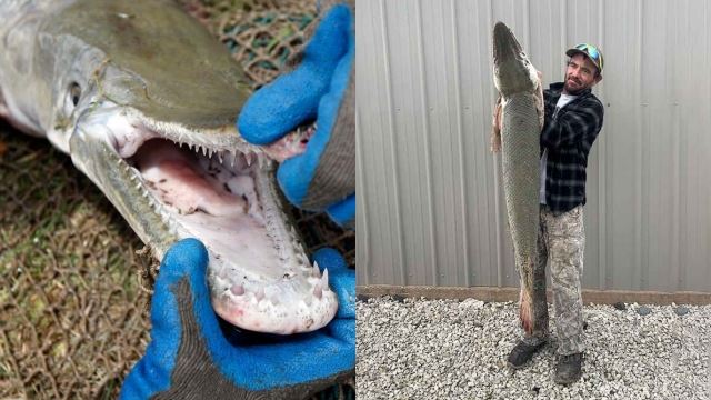 pemancing tak sangka berjaya tangkap ikan berkepala buaya di sungai texas