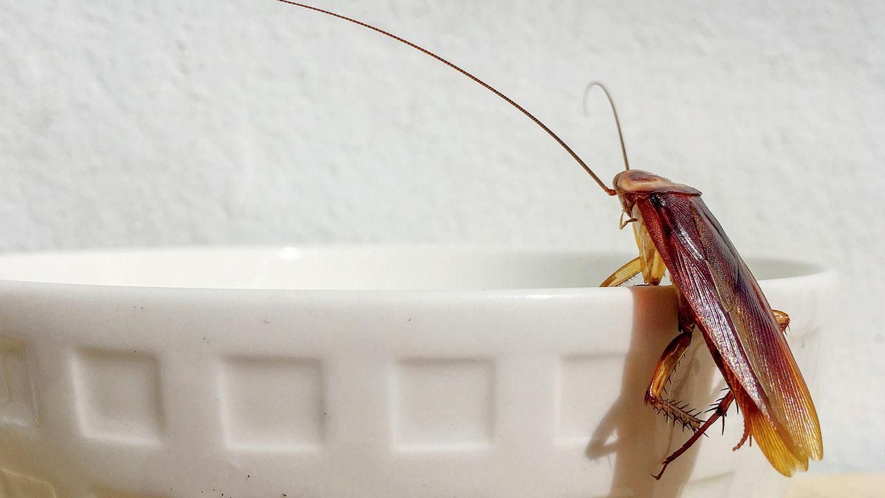hate cockroaches? here are five at home remedies to get rid of them!