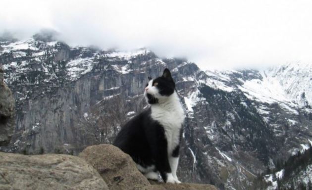 pendaki sesat di pergunungan diselamatkan kucing yang tiba-tiba muncul