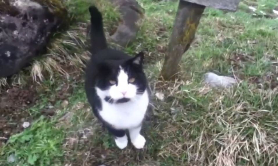 pendaki sesat di pergunungan diselamatkan kucing yang tiba-tiba muncul