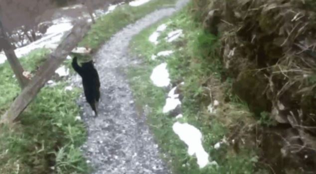 pendaki sesat di pergunungan diselamatkan kucing yang tiba-tiba muncul