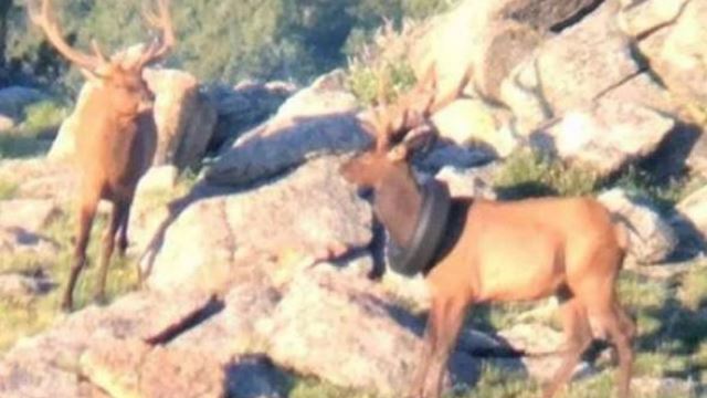 rusa tersangkut tayar pada leher selama dua tahun