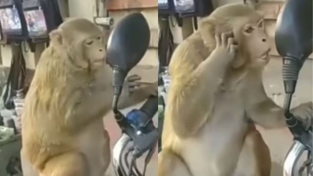 viral monyet lihat diri sendiri dalam cermin