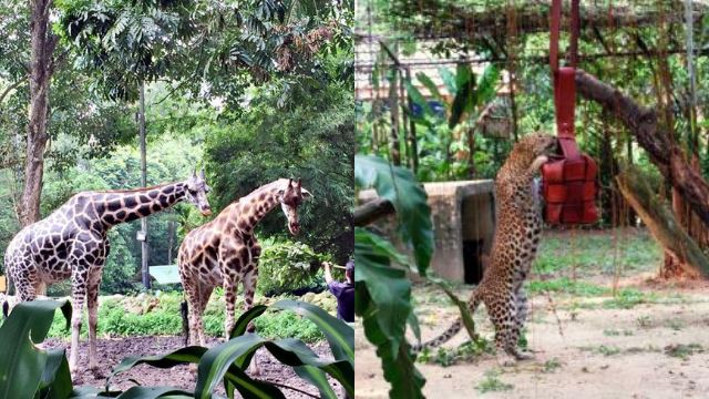 tamat sudah larangan rentas negeri, zoo melaka berjaya cecah kutipan tiket hampir rm1 juta!
