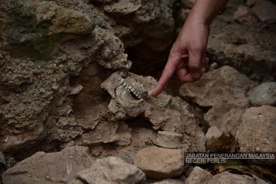 so cool! 10,000-year-old fossils, skeletons and drawings found in perlis