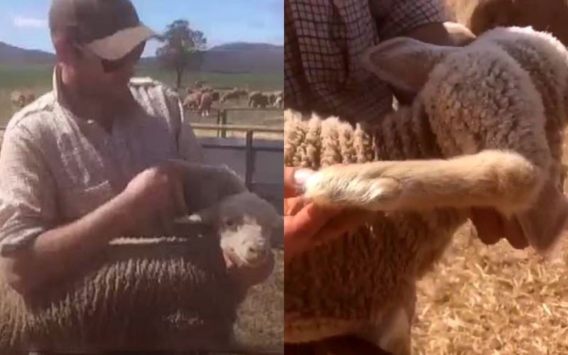 penternak haiwan terkejut biri-biri miliknya punyai lima kaki ditemui di ladangnya