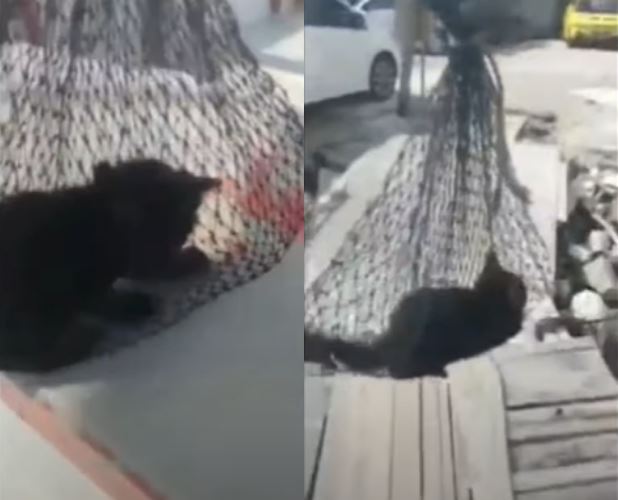anak kucing dicampak dari jambatan pulau pinang berjaya diselamatkan