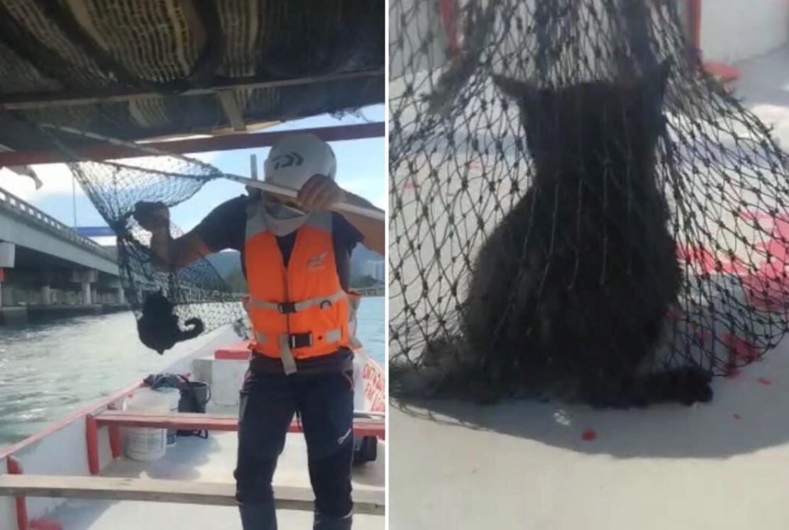 fisherman save poor kitten that was found swimming near penang bridge
