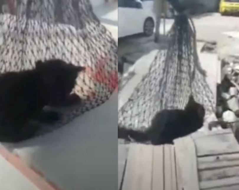 fisherman save poor kitten that was found swimming near penang bridge