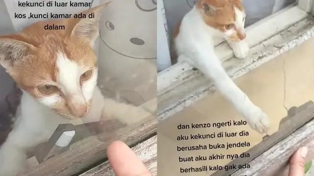 tuan terlupa bawa kunci, kucing ini bukakan tingkap supaya boleh masuk