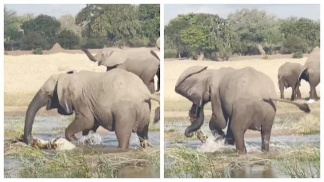 [video] gajah berhentam tanpa takut dengan buaya demi lindungi anak