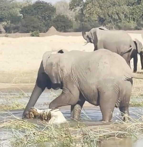 [video] ibu gajah pijak mati buaya cuba hendap anaknya