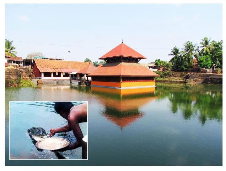 [video] buaya ‘suci’ tak pernah makan daging, hanya makan nasi dua kali sehari