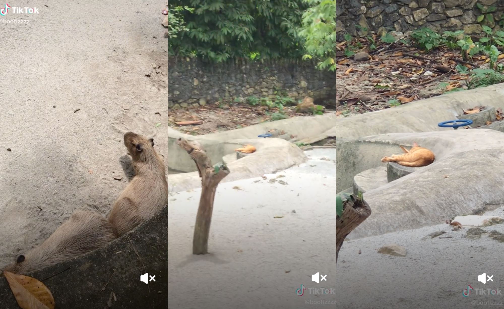 video of oyen caught sleeping in capybara enclosure at zoo negara gone viral