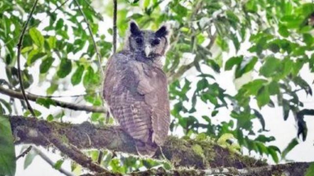 burung hantu legenda muncul kelihatan di hutan hujan afrika selepas 150 tahun tidak kelihatan