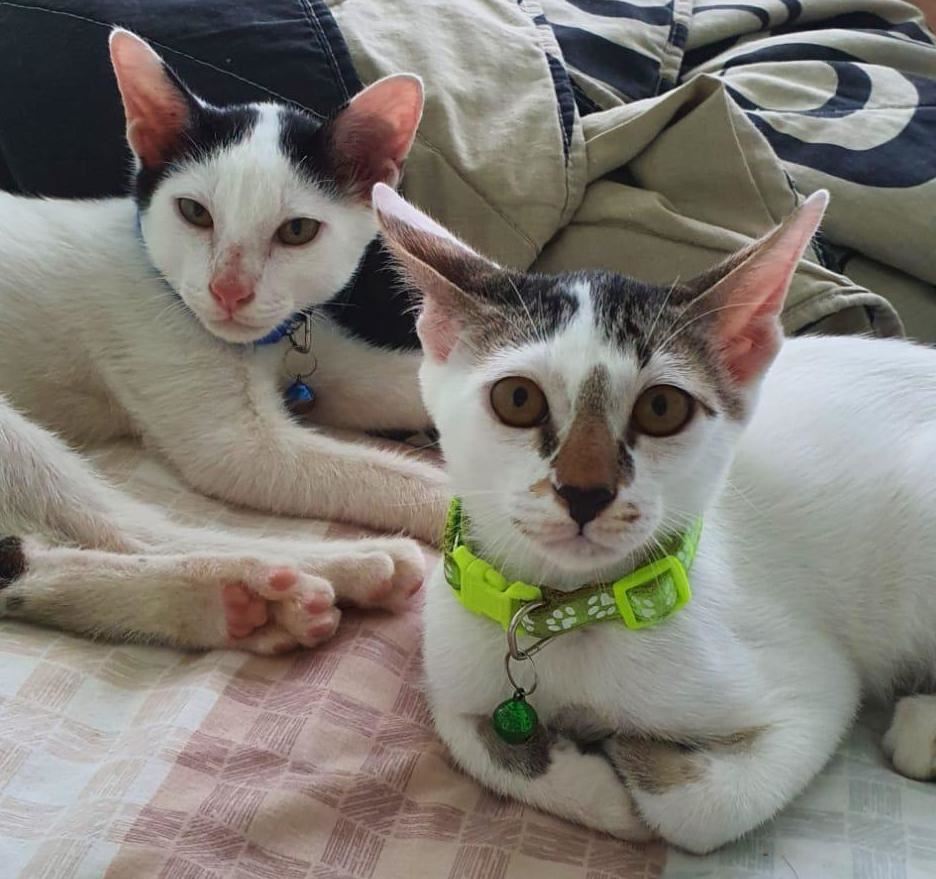 akibat abaikan kucing peliharaan, wanita didenda lebih rm12 ribu