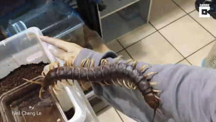 sering dikaitkan unsur mistik, ini sebab kenapa lipan suka masuk dalam rumah