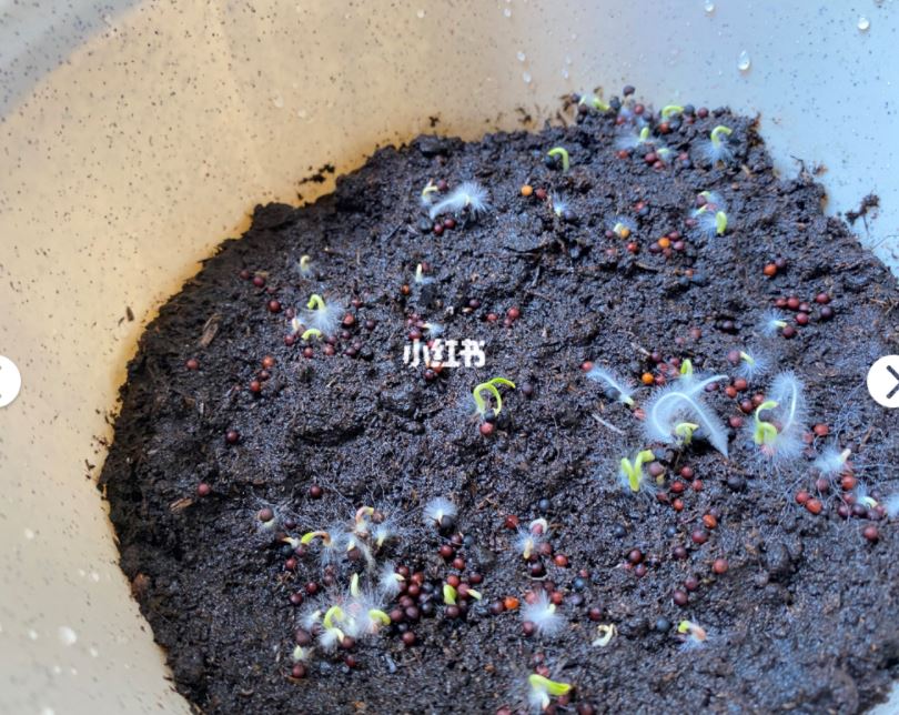 自己在家种【满天星】不需要再买花了❤️🌱