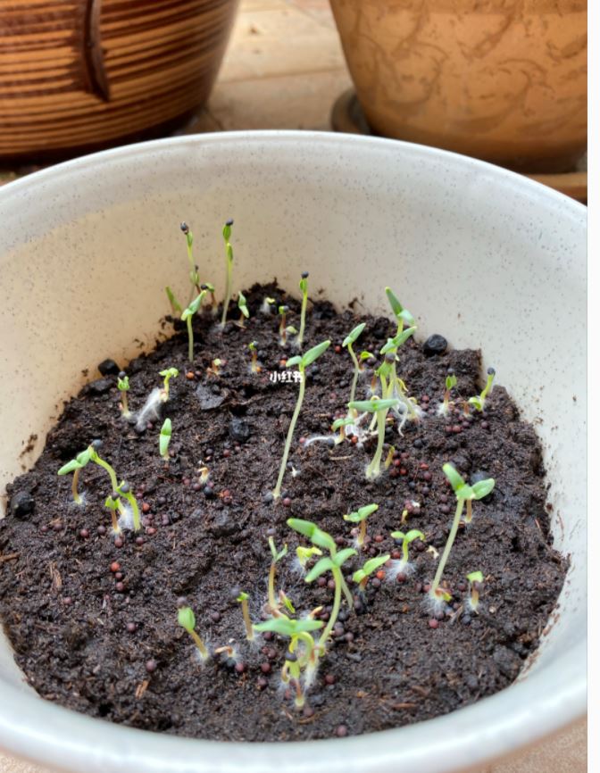 自己在家种【满天星】不需要再买花了❤️🌱