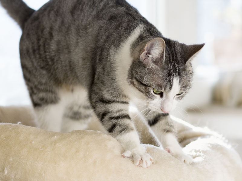 why do cats knead? here’s the reason behind this behaviour