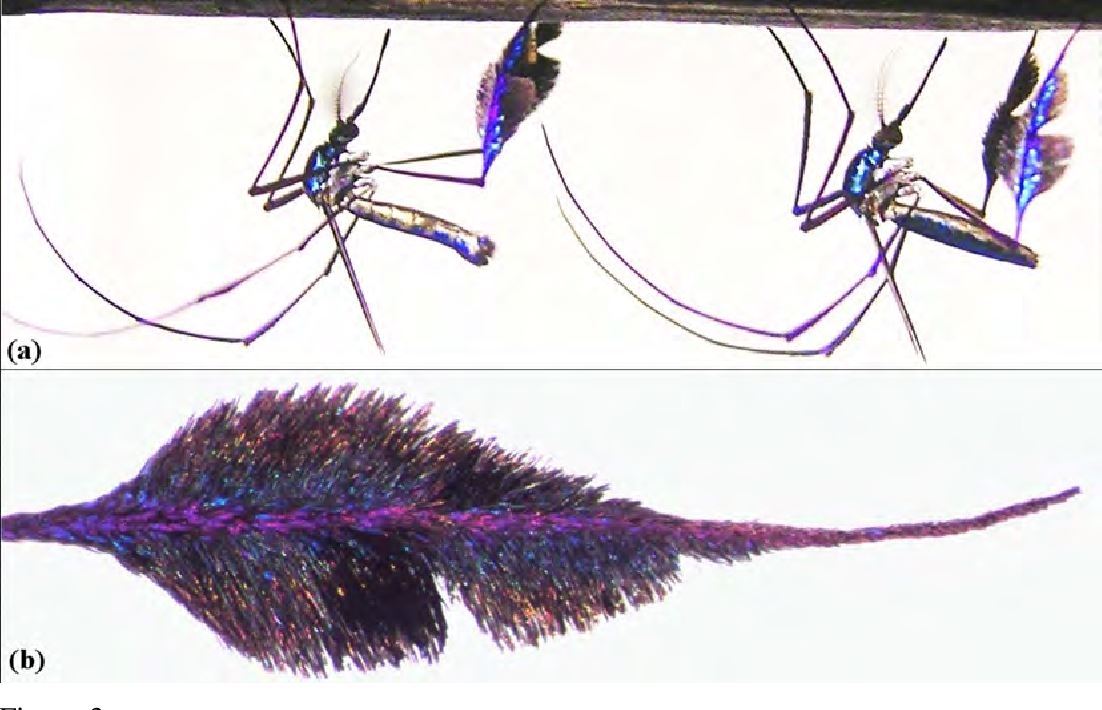 cantik tapi menjengkelkan, ini adalah spesis nyamuk paling cun di dunia