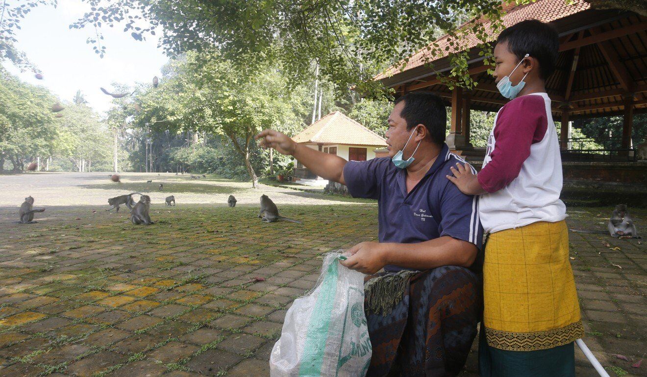 monyet di bali kebuluran tiada pelancong beri makanan, sampai terpaksa selongkar rumah penduduk tempatan
