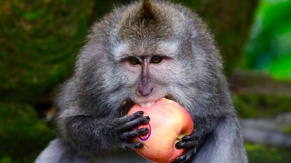 monyet di bali kebuluran tiada pelancong beri makanan, sampai terpaksa selongkar rumah penduduk tempatan