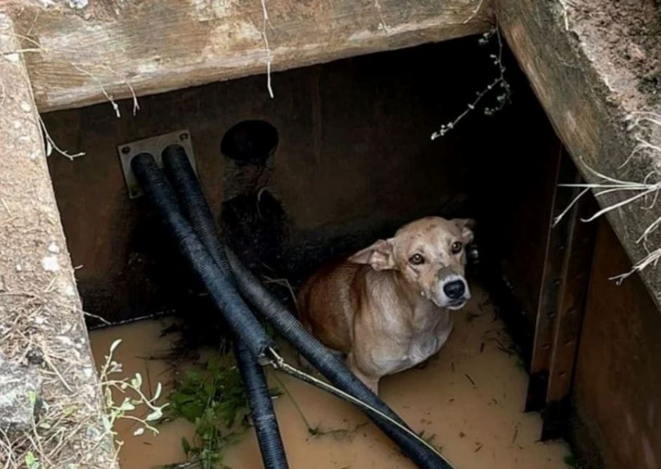 telekom malaysia technicians rescue poor doggo stuck in a flooded utility hole