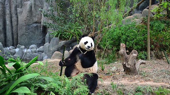 comel! zoo singapura sambut kelahiran anak panda jantan