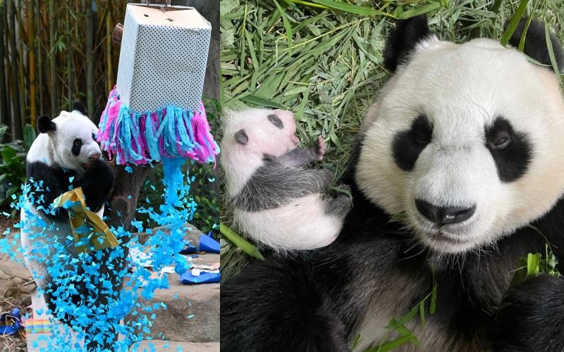 comel! zoo singapura sambut kelahiran anak panda jantan