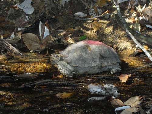 dijangka buka 1 november, ini 15 tempat menarik di pulau pangkor!