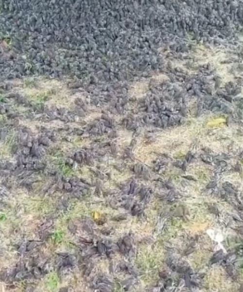 gerombolan burung jatuh dari langit di bali, mati di atas tanah