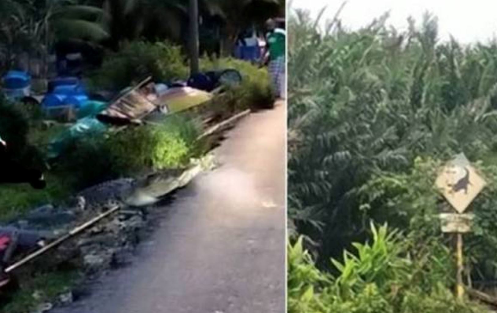 villagers in perak shocked to find a crocodile hanging out near a canal