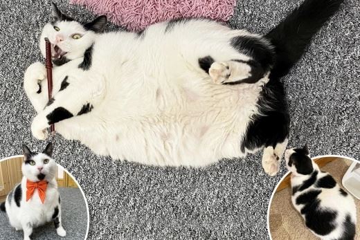 selalu curi makan, wanita ini pelik kenapa kucing gemuknya selalu lapar