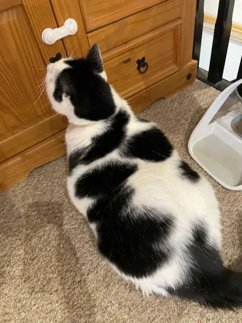 selalu curi makan, wanita ini pelik kenapa kucing gemuknya selalu lapar