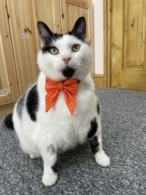 selalu curi makan, wanita ini pelik kenapa kucing gemuknya selalu lapar