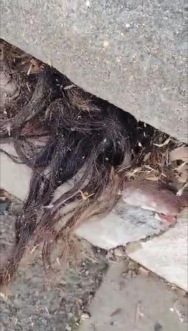 lelaki jumpa rambut menjalar keluar dari celah batu nisan kubur lama