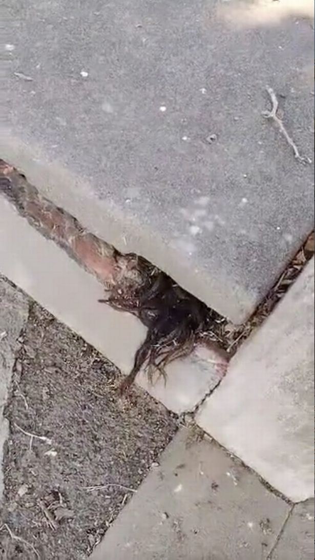 lelaki jumpa rambut menjalar keluar dari celah batu nisan kubur lama