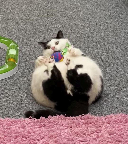 bimbang kucing obes, pemilik terpaksa kunci pintu peti sejuk elak kucing curi makan