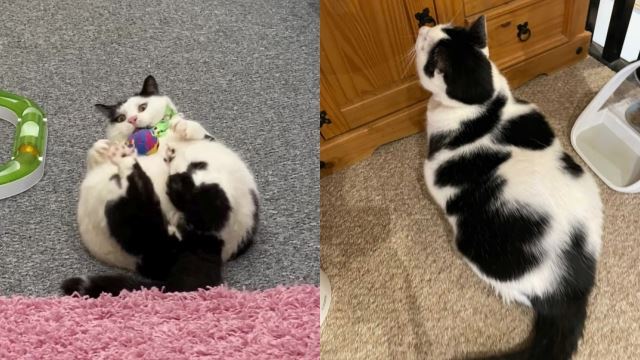 bimbang kucing obes, pemilik terpaksa kunci pintu peti sejuk elak kucing curi makan