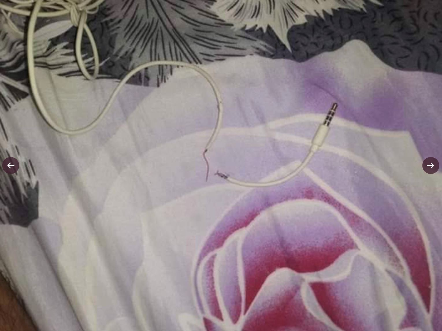 dimarahi lepas putuskan wayar earphone, kucing bawa balik anak ular sebagai ganti