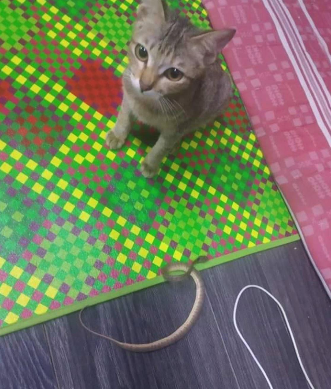 dimarahi lepas putuskan wayar earphone, kucing bawa balik anak ular sebagai ganti