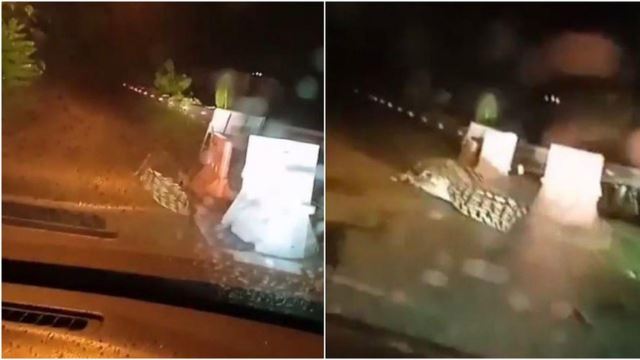 seram, buaya berkeliaran di tengah jalan di sabah sampai buat panik!